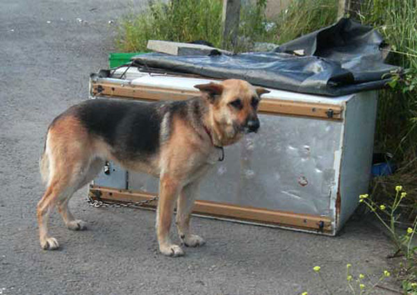 lulu the gsd chained to her prison