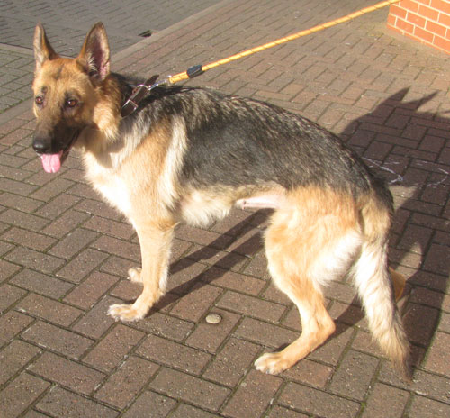 lulu lovely german shepherd