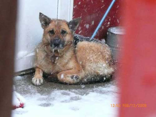 lulu in the snow