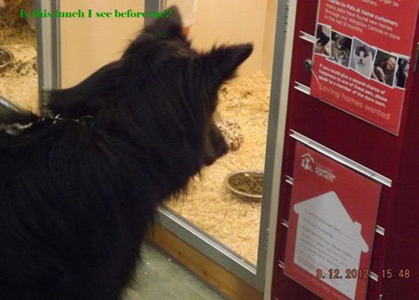 blach german shepherd eyeing up the rabbits