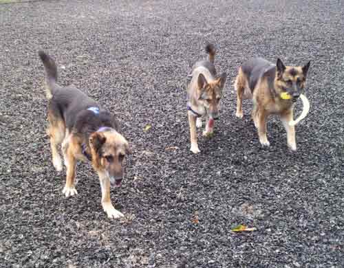 mack playing with his friends