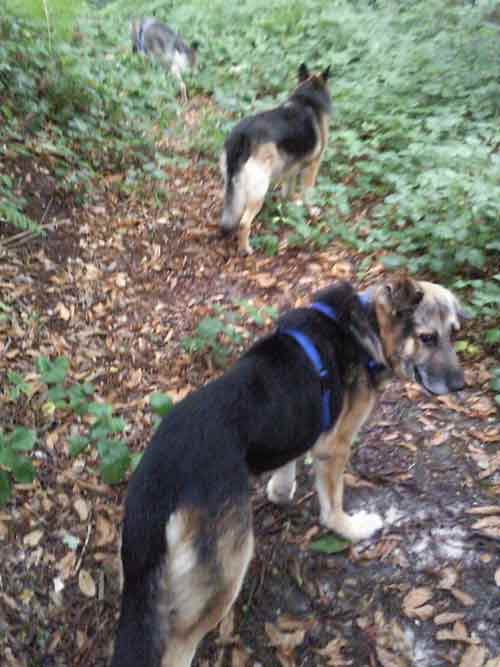 mack in the forest with his friends