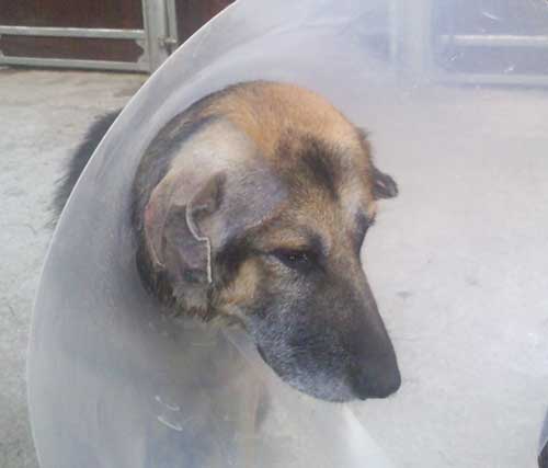 mack with his plastic bucket on his head