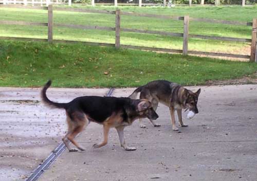 mack playing with Tommy