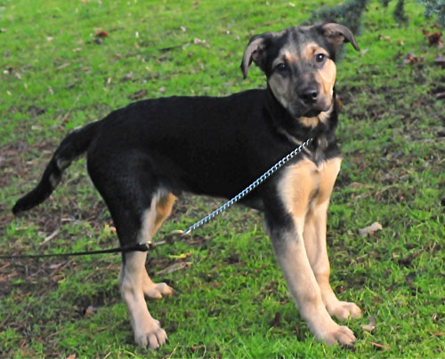 major gsd puppy