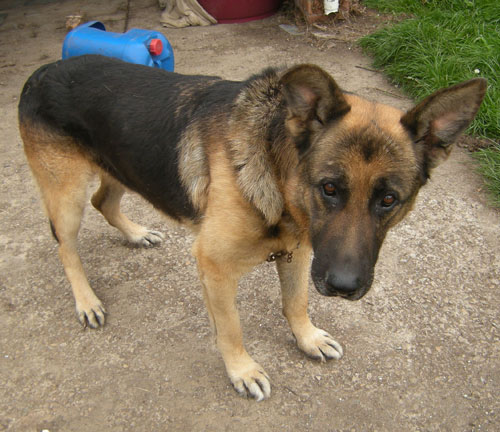 major a very sad gsd