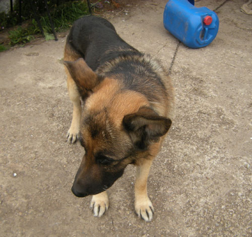 sad major the gsd