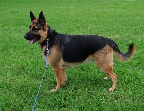 major gsd