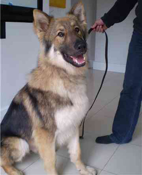 malcolm gsd