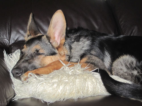 karla having a snooze on the sofa