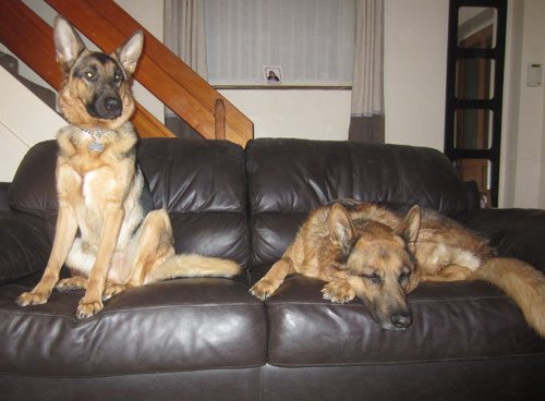 Karla the gsd sitting on the sofa