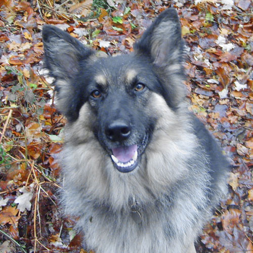 marshall gsd