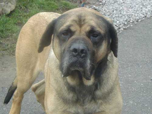 bull mastiff