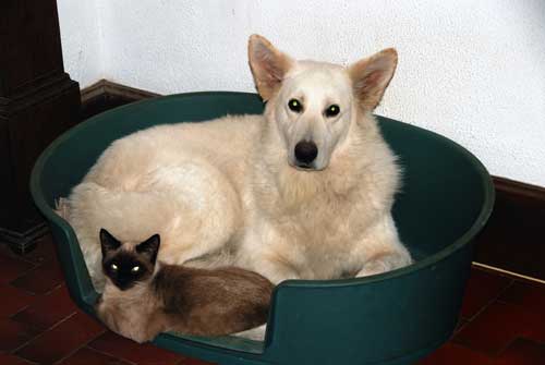 max and siamese cat