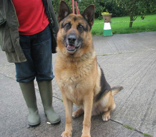 beautiful big gsd max