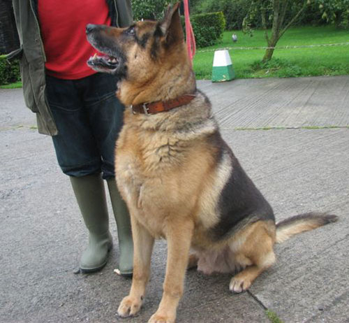 max beautiful example of a gsd 
