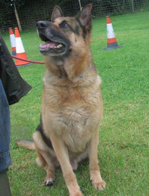 max a devoted ex working gsd