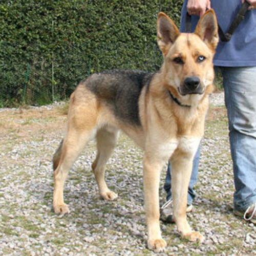 max cross gsd inuit