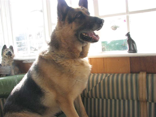 max sitting on the sofa