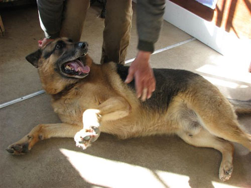 max gsd having his tummy rubbed