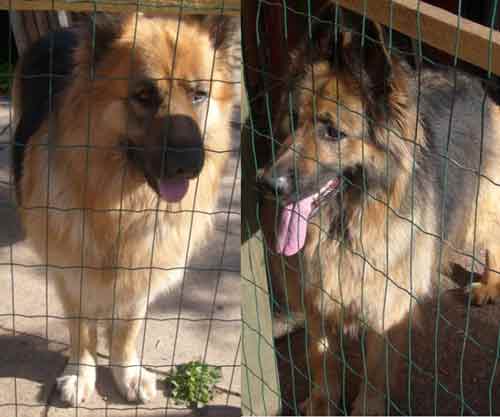 max and pepe the 2 long coat gsd's