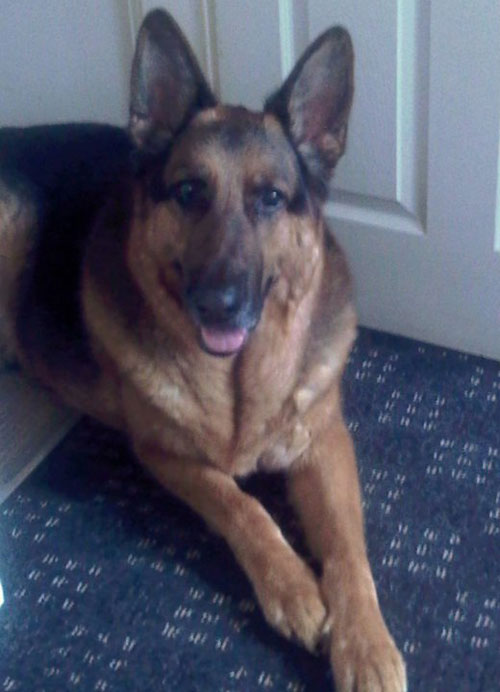 max the gsd sadly missed