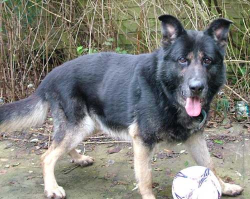 max with his football