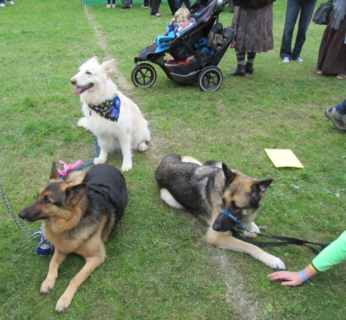 3 german shepherds who were stars of the show