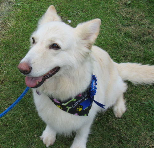 perdy the beautiful white german shepherd