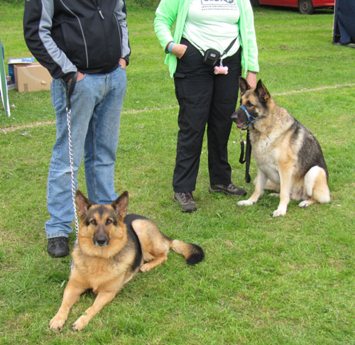 Adi and Jakie the german shepherds