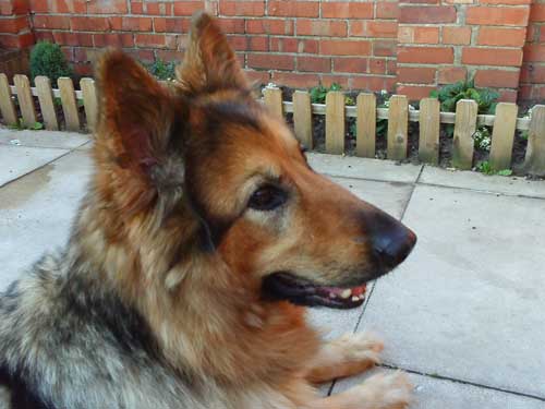 mica, bouncy fit young gsd