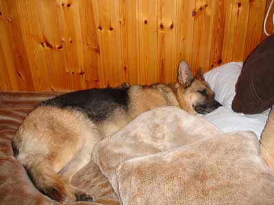 mika the GSD fast asleep in bed