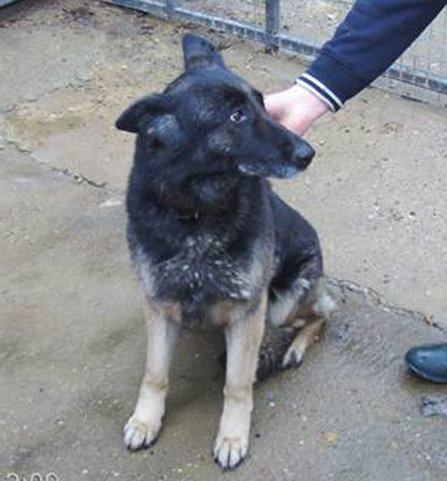 millie gsd in the pound