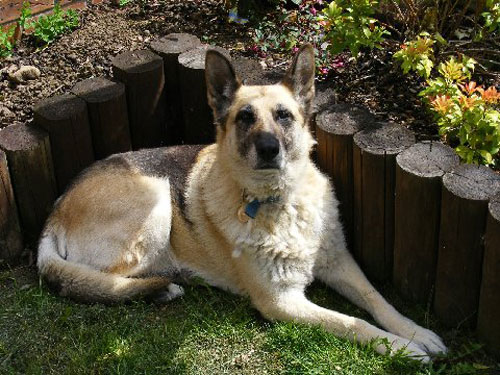 minnie older german shepherd looking for a home