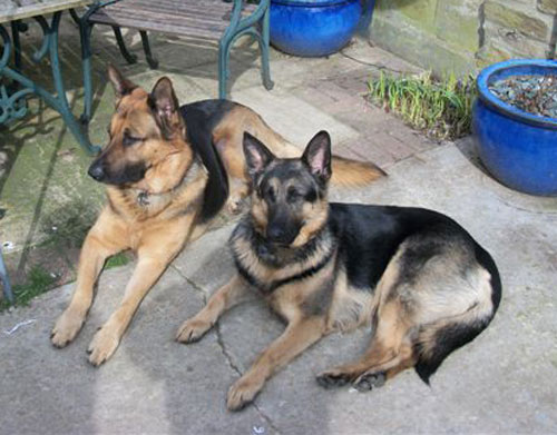 misty with her gsd friend