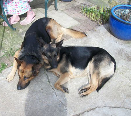 misty the gsd sunbathing