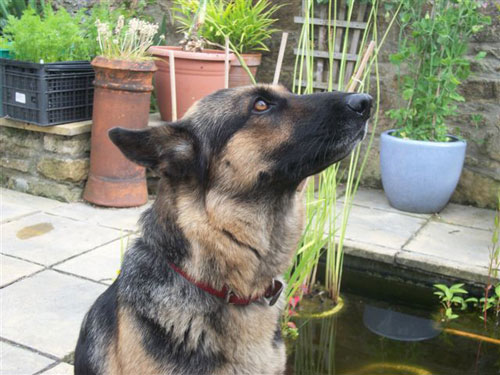 misty the gsd looking at her foster mum