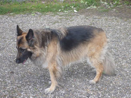 molly long coated gsd