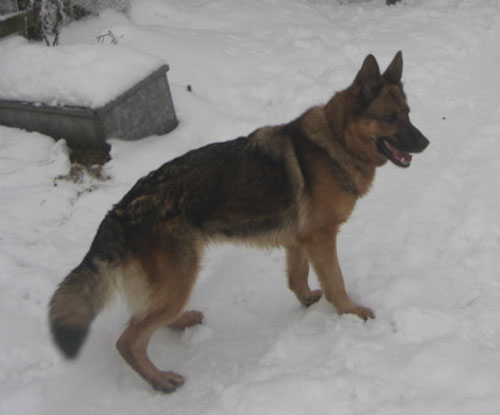 mollie the gsd dumped for xmas
