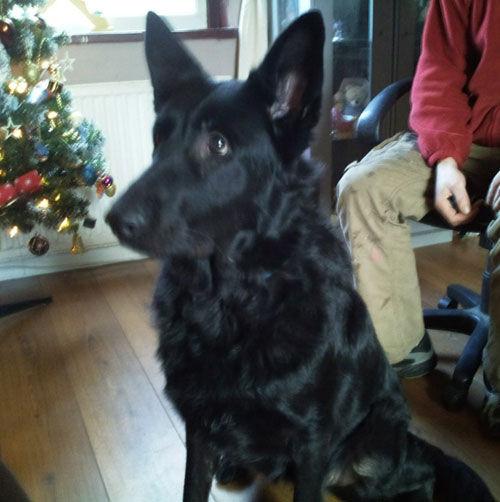 molly black gsd