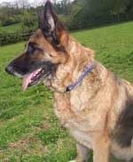 Morgan Older GSD Urgently Needed A Home