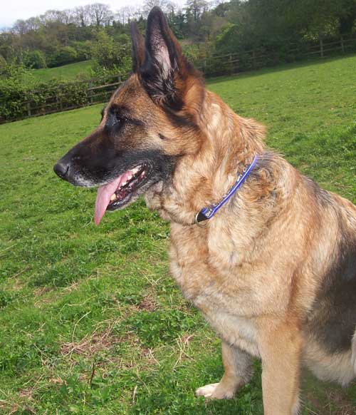 morgan the gsd enjoying the scenery and the fresh air