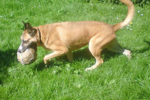 Mosey playing ball