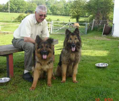 moss and fern stray gsd's