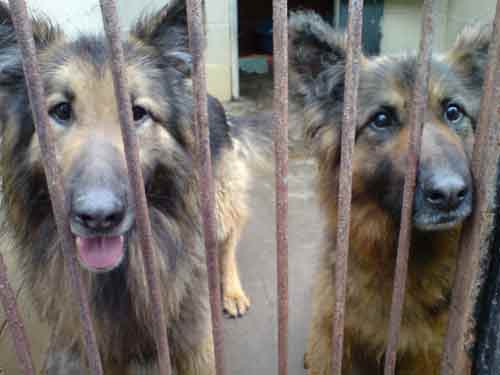 MOss and Fern abandoned gsd's