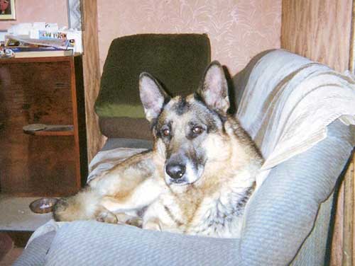 muller the older gsd