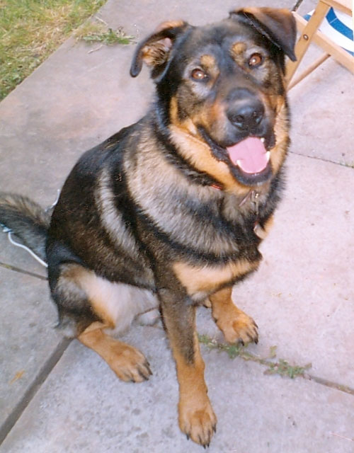 mutley the gsd cross