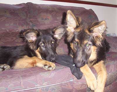 naughty gsd puppies