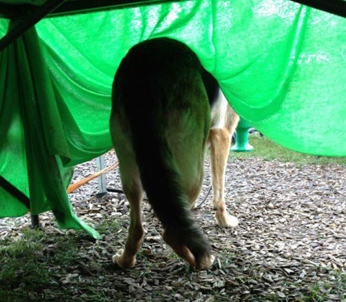 karla the gsd poking her head out from underneath the table to see if it is raining