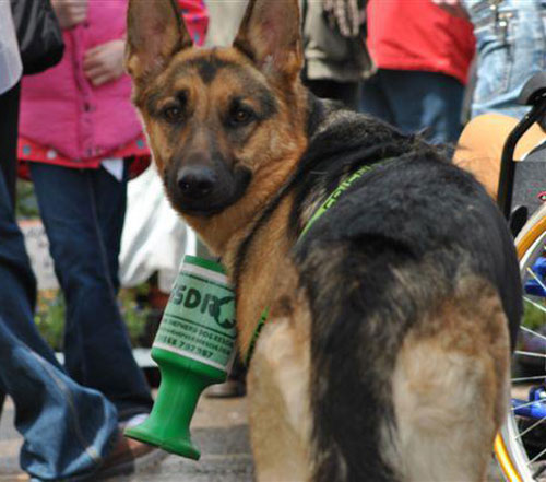 karla the gsd fundraising for gsdr